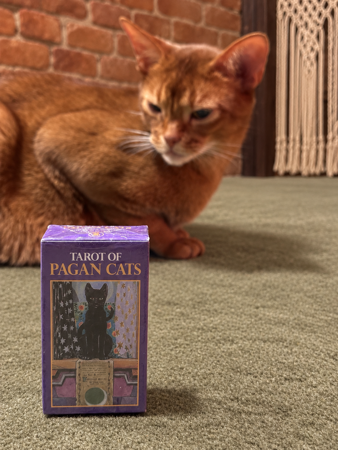 Tarot of Pagan Cats deck displayed beside a Abyssinian cat in a warm home interior